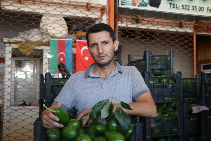 Artan avokado hırsızlığı üreticileri isyan ettirdi