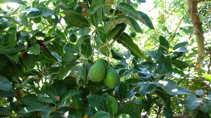 Artan avokado hırsızlığı üreticileri isyan ettirdi