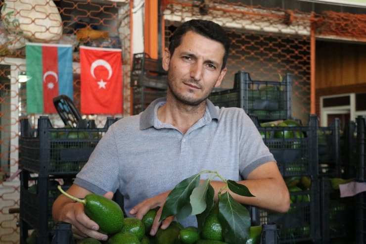 Artan avokado hırsızlığı üreticileri isyan ettirdi