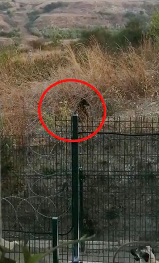 Büyükçekmece’de boz ayı paniği