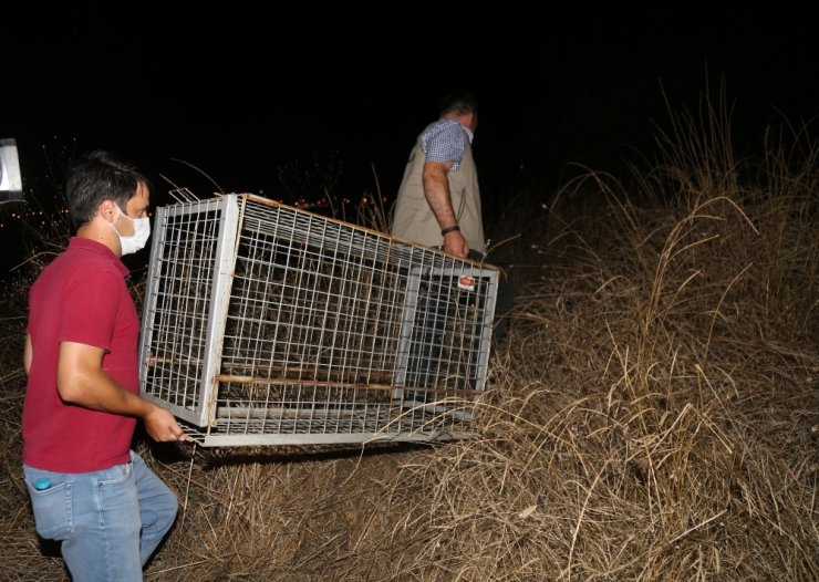 Büyükçekmece’de boz ayı paniği