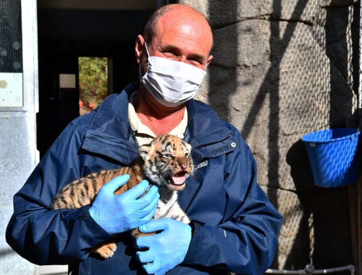 Doğal Yaşam Parkı’nda üç yavru kaplan daha doğdu