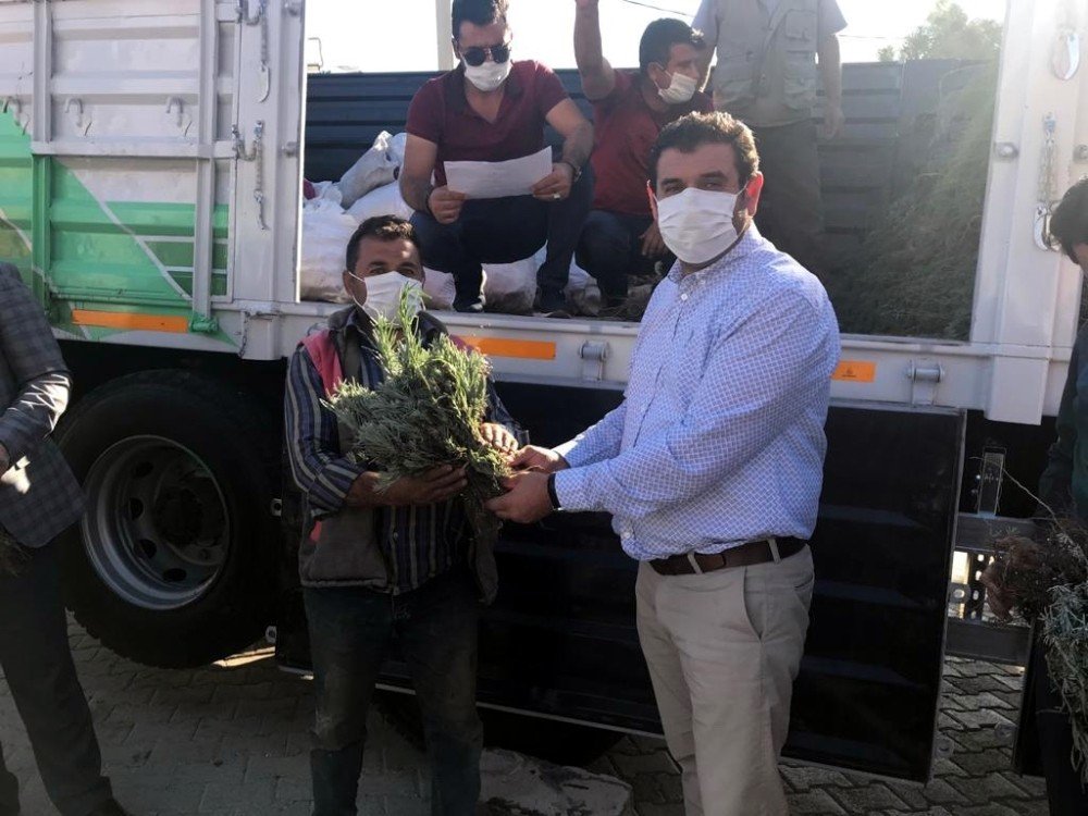Hüyük’te tarımsal atılımlar sürüyor! Üreticiye 120 bin lavanta fidesi dağıtıldı