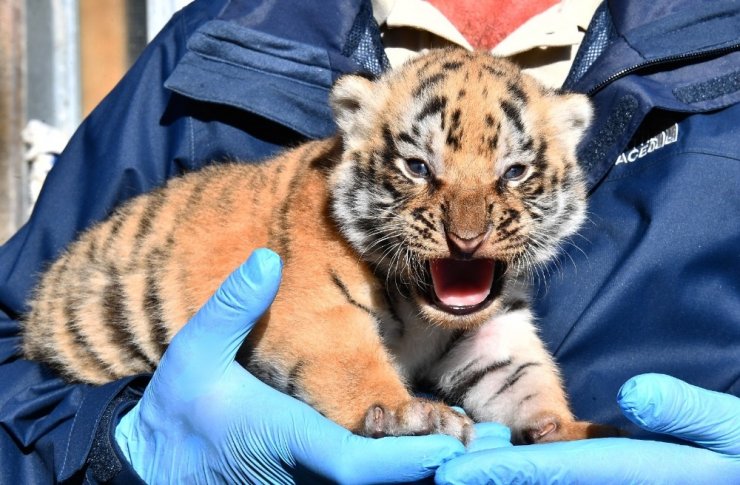 Doğal Yaşam Parkı’nda üç yavru kaplan daha doğdu