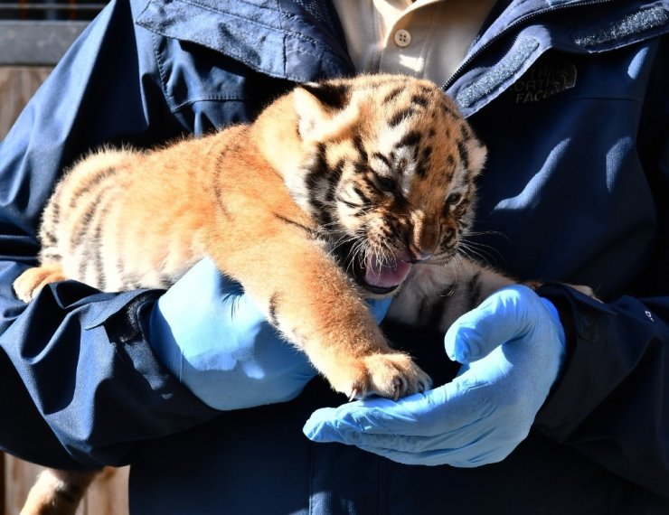 Doğal Yaşam Parkı’nda üç yavru kaplan daha doğdu