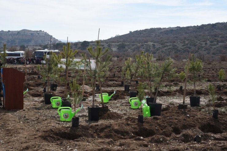 Orman yangınlarının yaralarını sarmak için işbirliği
