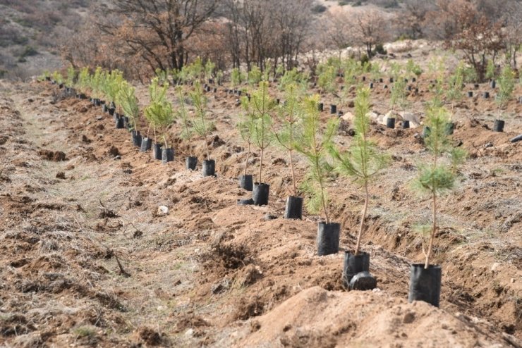 Orman yangınlarının yaralarını sarmak için işbirliği