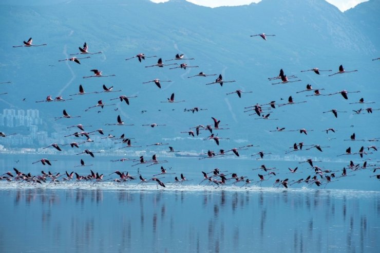 Arıtma suyunun kalitesi Körfez’deki yaşamı da zenginleştiriyor