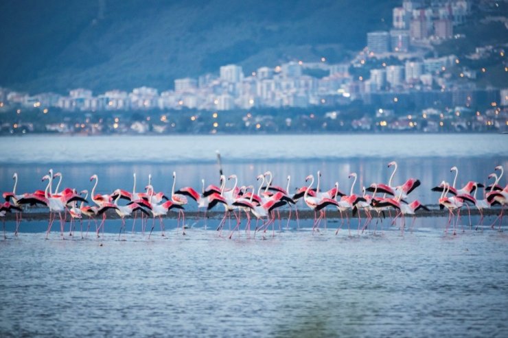 Arıtma suyunun kalitesi Körfez’deki yaşamı da zenginleştiriyor