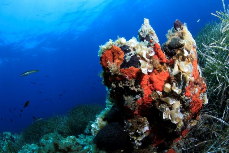 Arıtma suyunun kalitesi Körfez’deki yaşamı da zenginleştiriyor