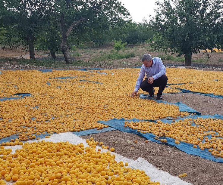 Çınar, 16 Ekim Dünya Gıda Gününü kutladı