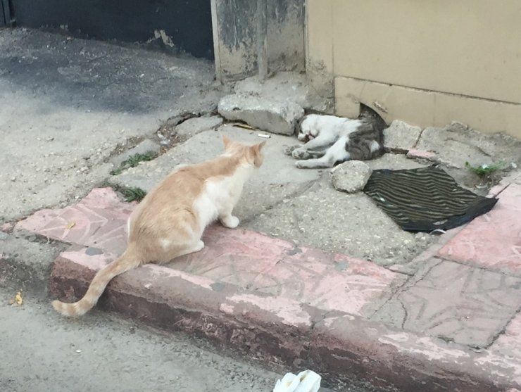Anne kedi ölen yavrusunun başından dakikalarca ayrılmadı