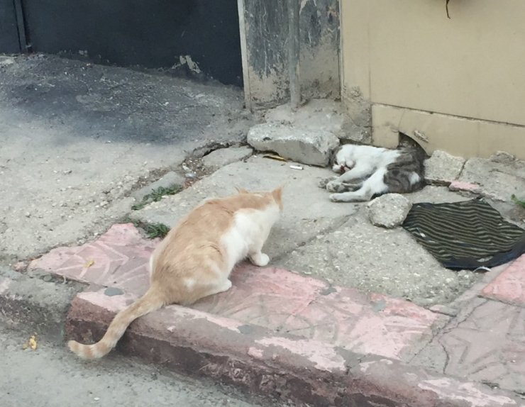 Anne kedi ölen yavrusunun başından dakikalarca ayrılmadı