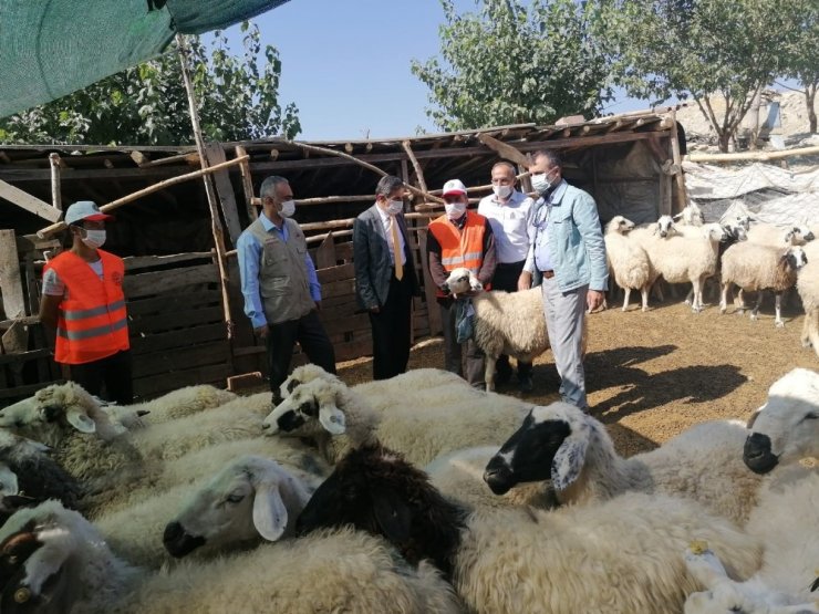 Yerli ırk hayvancılığın gelişmesi için bilgilendirme