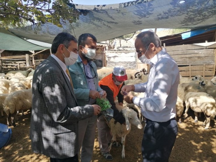 Yerli ırk hayvancılığın gelişmesi için bilgilendirme