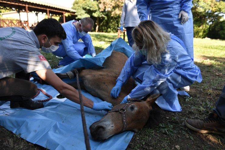 Yaralı tay sağlığına kavuşturuldu