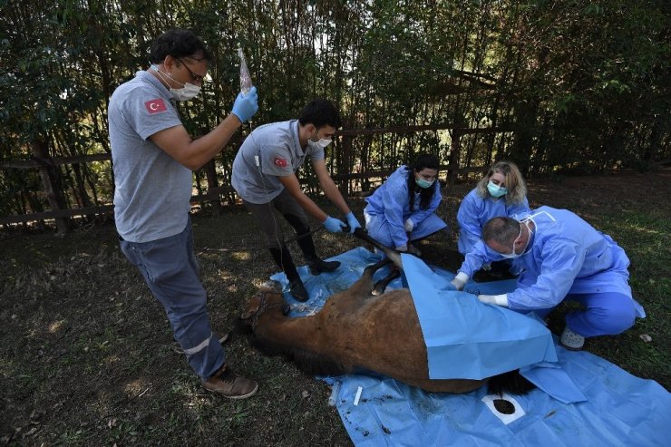 Yaralı tay sağlığına kavuşturuldu