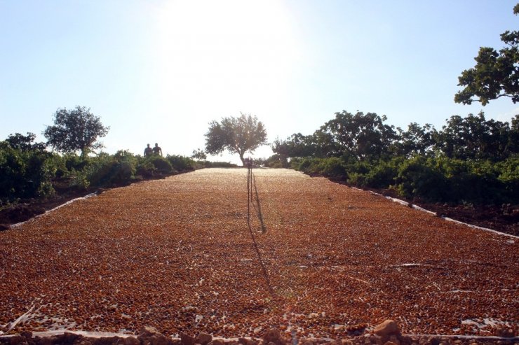 Peygamber üzümünün pazar sorunu ortadan kalkıyor