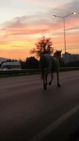 Bursa caddeleri hayvanat bahçesine döndü