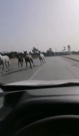 Bursa caddeleri hayvanat bahçesine döndü