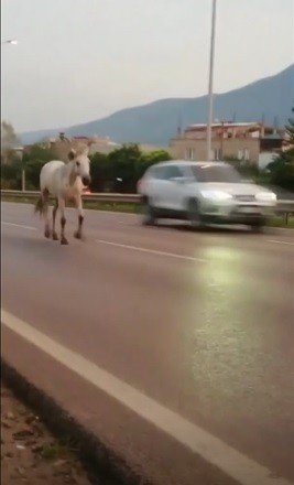 Bursa caddeleri hayvanat bahçesine döndü