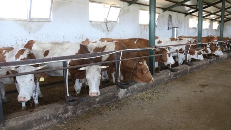 Düzce’de binlerce hayvana aşı uygulaması yapıldı