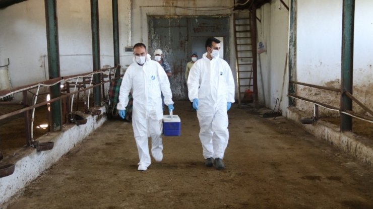 Düzce’de binlerce hayvana aşı uygulaması yapıldı