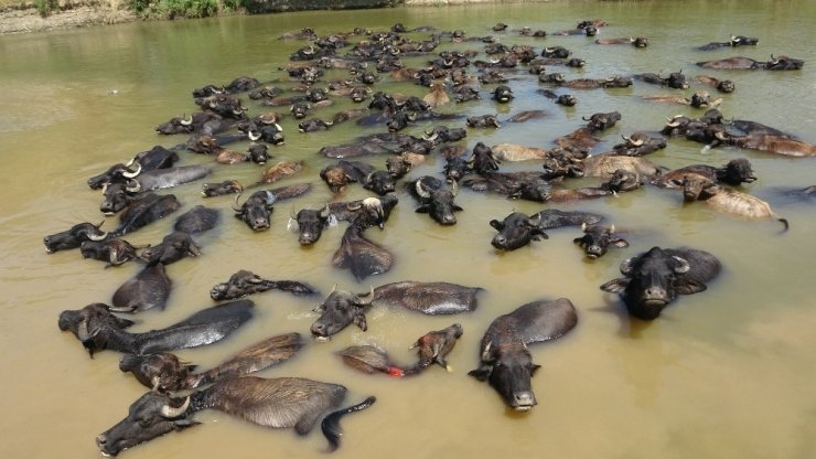 Düzce’de 5 bin 54 çiftçiye 3 milyon lira destek verilecek