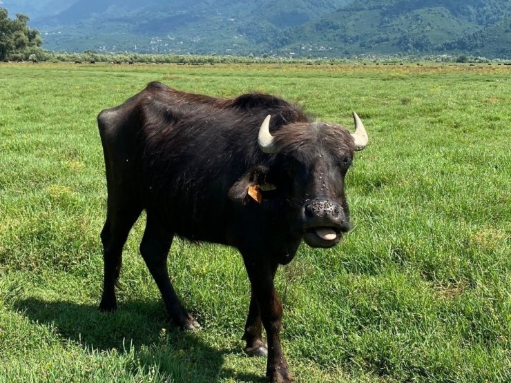 Düzce’de 5 bin 54 çiftçiye 3 milyon lira destek verilecek