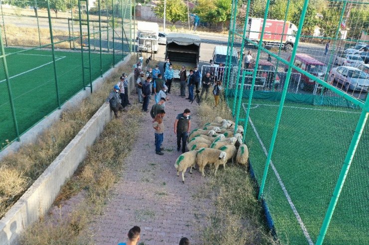 Kayseri’de damızlık koçların dağıtımına başlandı