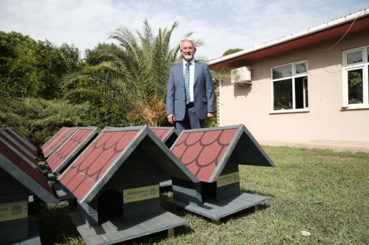 Sahipsiz kedilere sıcak yuva