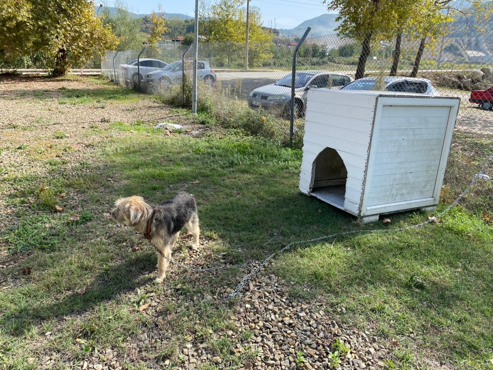 Sopayla darbedilen köpeği jandarma sahiplendi