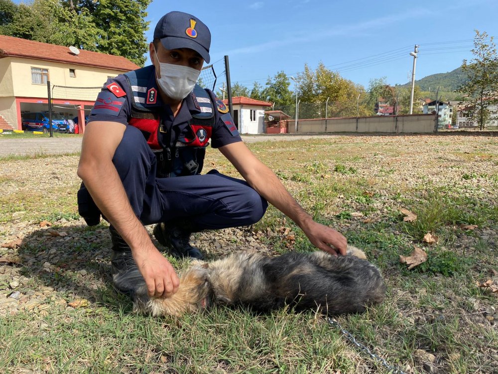Sopayla darbedilen köpeği jandarma sahiplendi