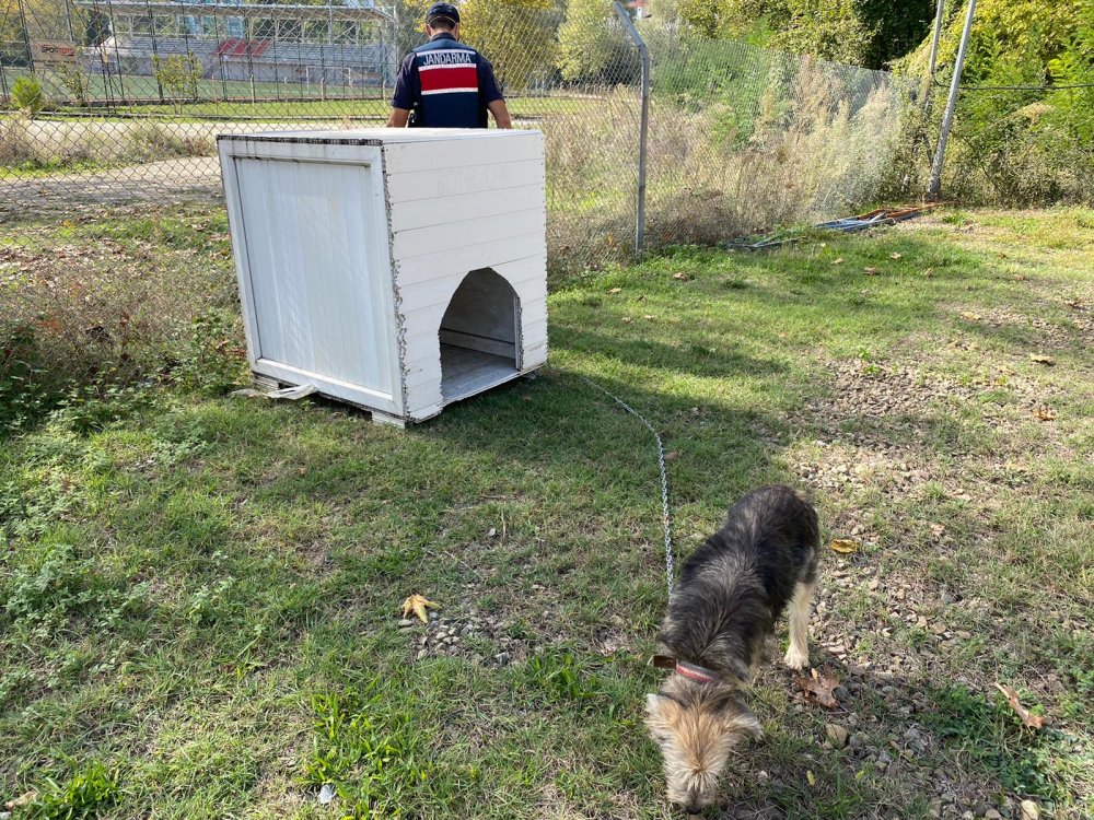 Sopayla darbedilen köpeği jandarma sahiplendi