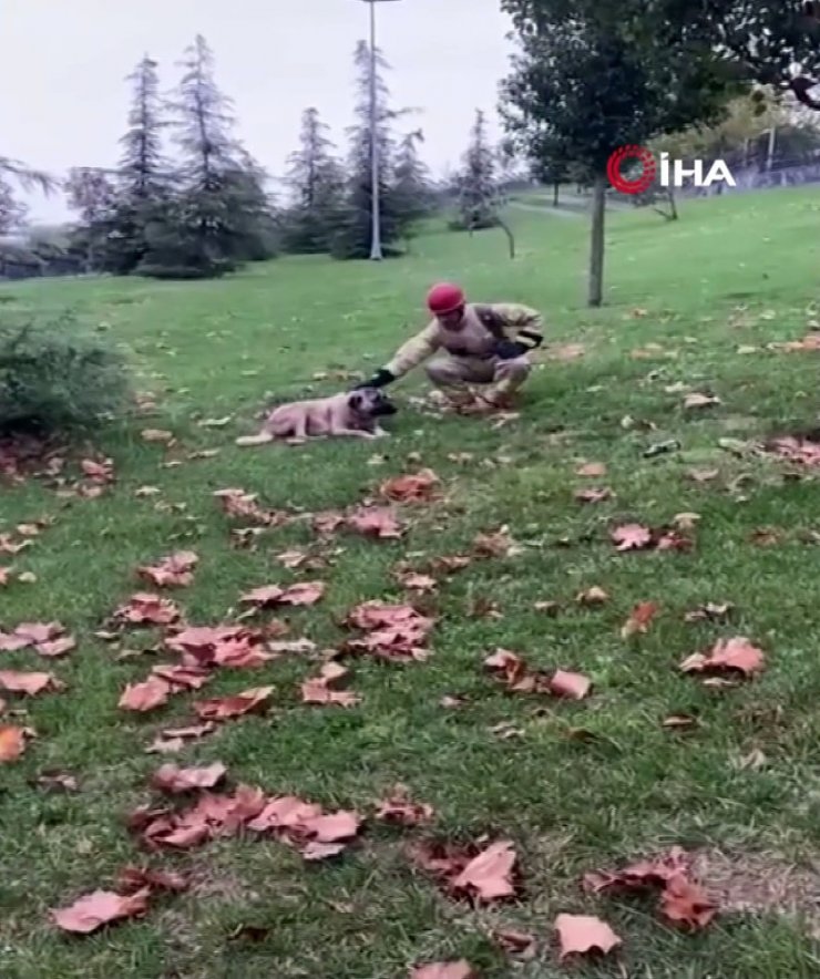Demir korkuluklara sıkışan köpeğin imdadına itfaiye koştu