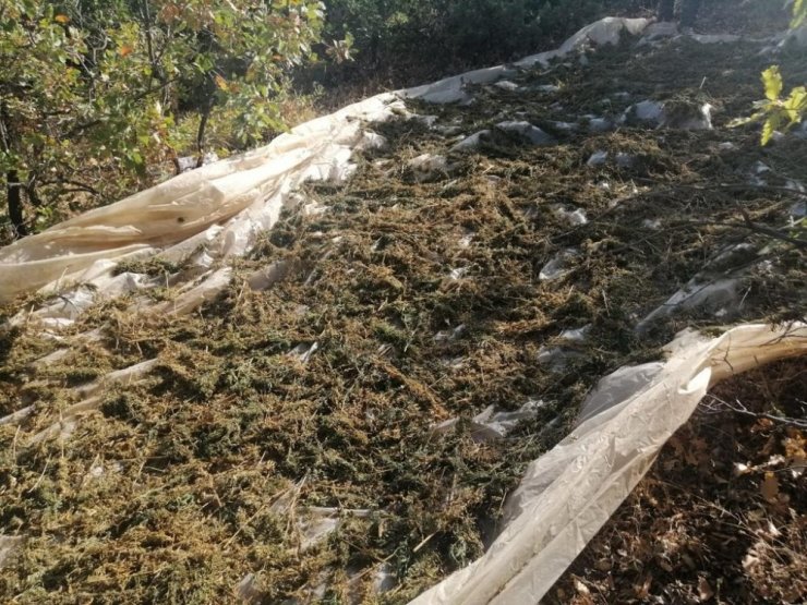Diyarbakır’da 994 kilo esrar, 247 bin kök kenevir ele geçirildi