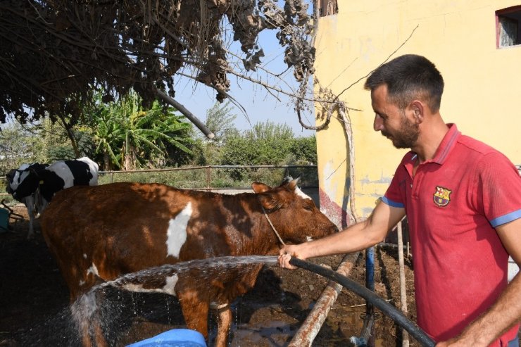 Mersin’de üç gün hastalığı