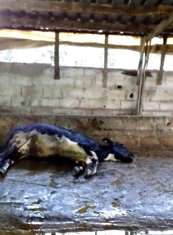 Mersin’de üç gün hastalığı