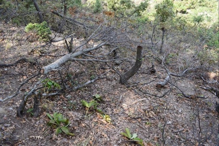 Keçilerine yedirmek için 34 meşe ağacını kesen çobana 12 bin lira ceza