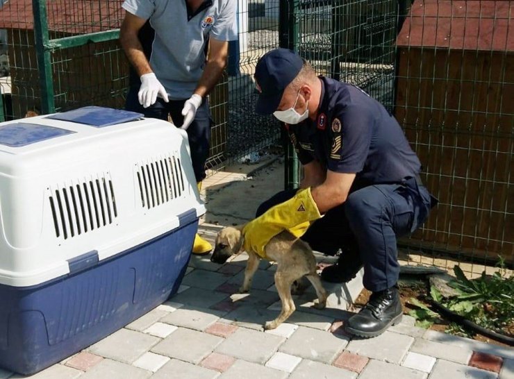Terk edilen yavru köpeklerin imdadına jandarma yetişti