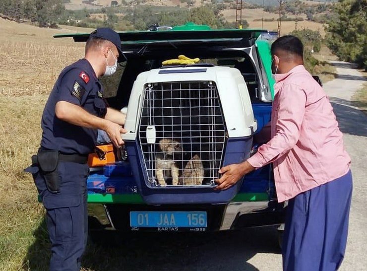 Terk edilen yavru köpeklerin imdadına jandarma yetişti