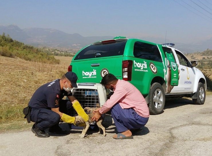 Terk edilen yavru köpeklerin imdadına jandarma yetişti