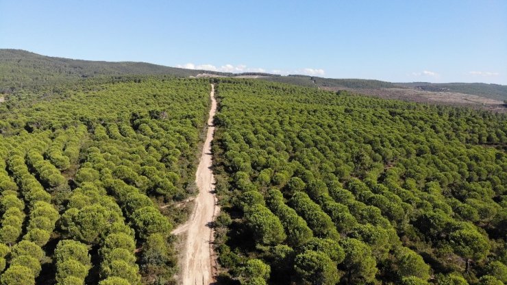 Kilosu tam 800 lira...Ölümü göze alıp fıstık gibi hasat