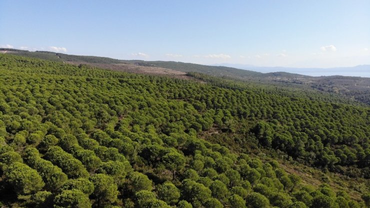 Kilosu tam 800 lira...Ölümü göze alıp fıstık gibi hasat