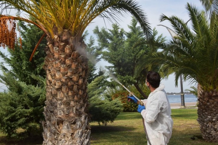 Aliağa Belediyesinden kırmızı palmiye böceğine karşı etkin mücadele