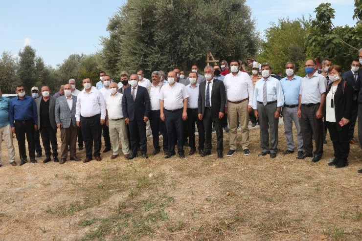 Anıt ağacın zeytini Cumhurbaşkanı Erdoğan’a gönderilecek