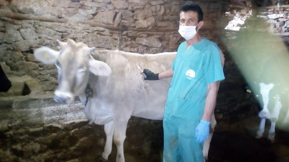 Konya'da at eşek ve katırlara mikroçip takıldı