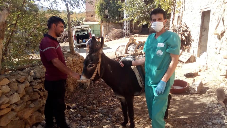 Konya'da at eşek ve katırlara mikroçip takıldı