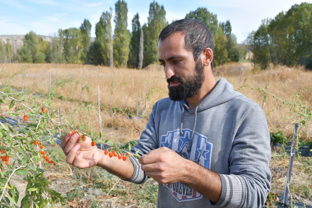 Konya'da yaşayan Profesör ata ocağında goji berry yetiştiriyor