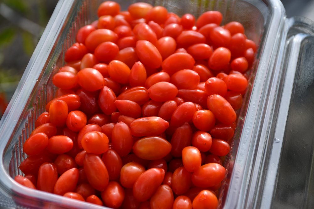 Konya'da yaşayan Profesör ata ocağında goji berry yetiştiriyor